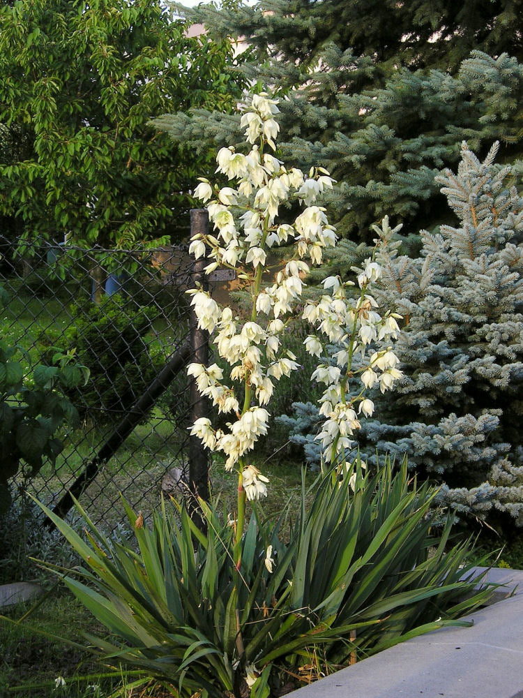 YUCCA FILAMENTOSA  - 2 gallon (Adam&