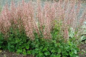 HEUCHERA &
