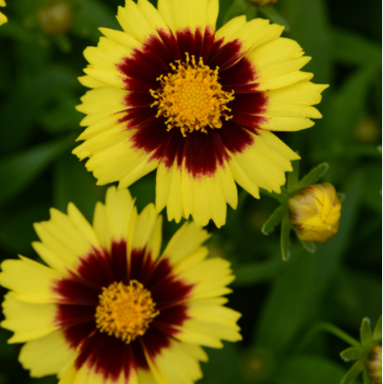 COREOPSIS &
