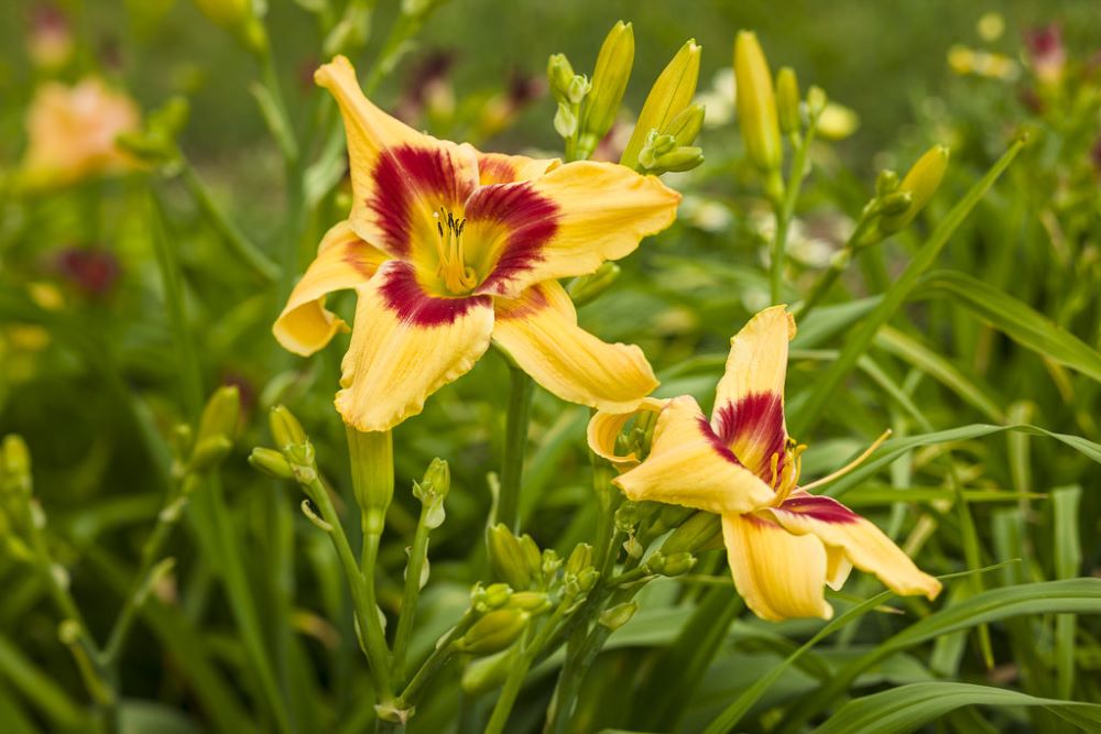 HEMEROCALLIS  &