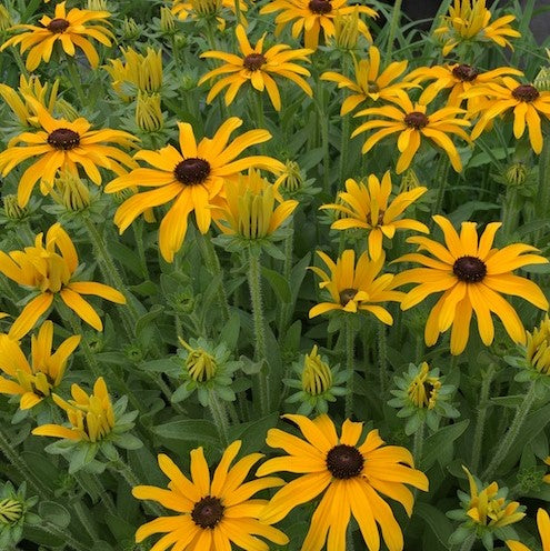RUDBECKIA  &