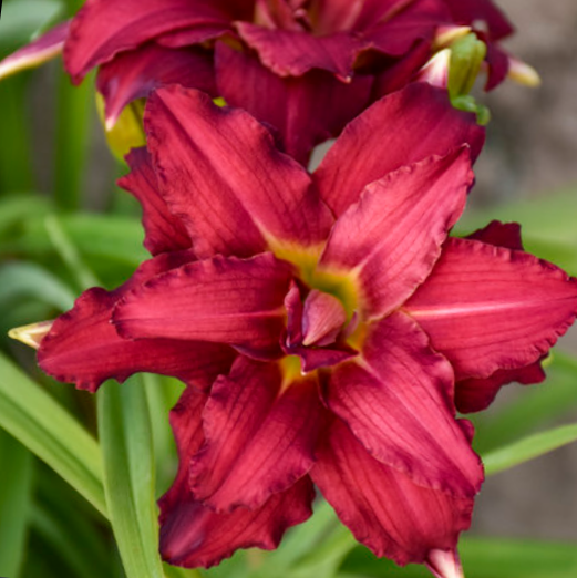 HEMEROCALLIS  &