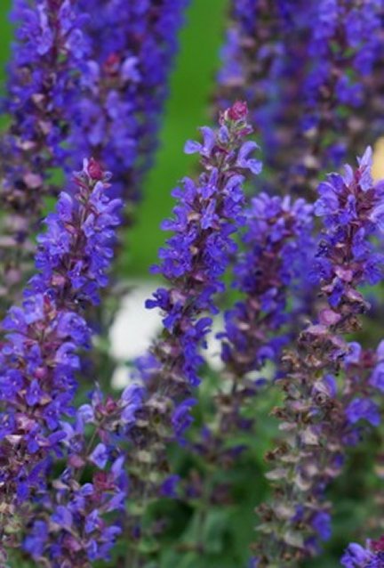 SALVIA &