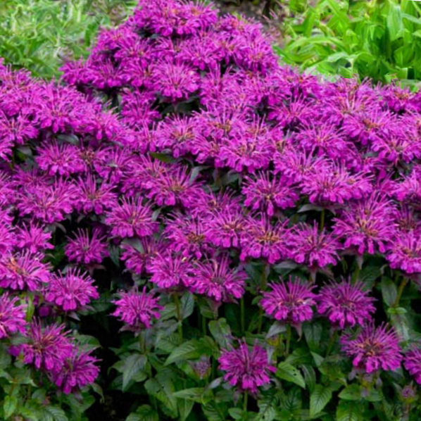 MONARDA &