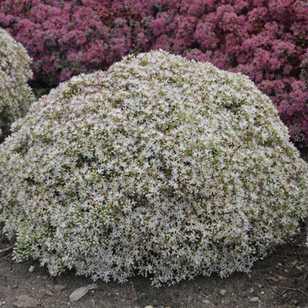 SEDUM &