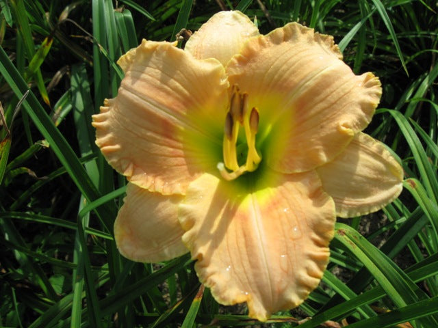 HEMEROCALLIS  &