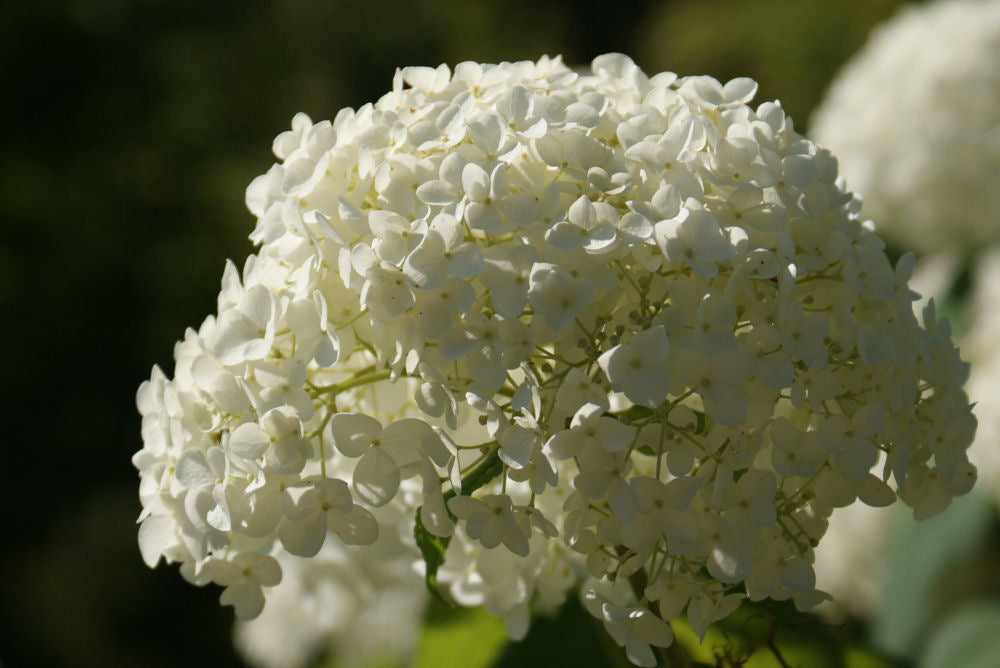 HYDRANGEA, ARBORESCENS   &