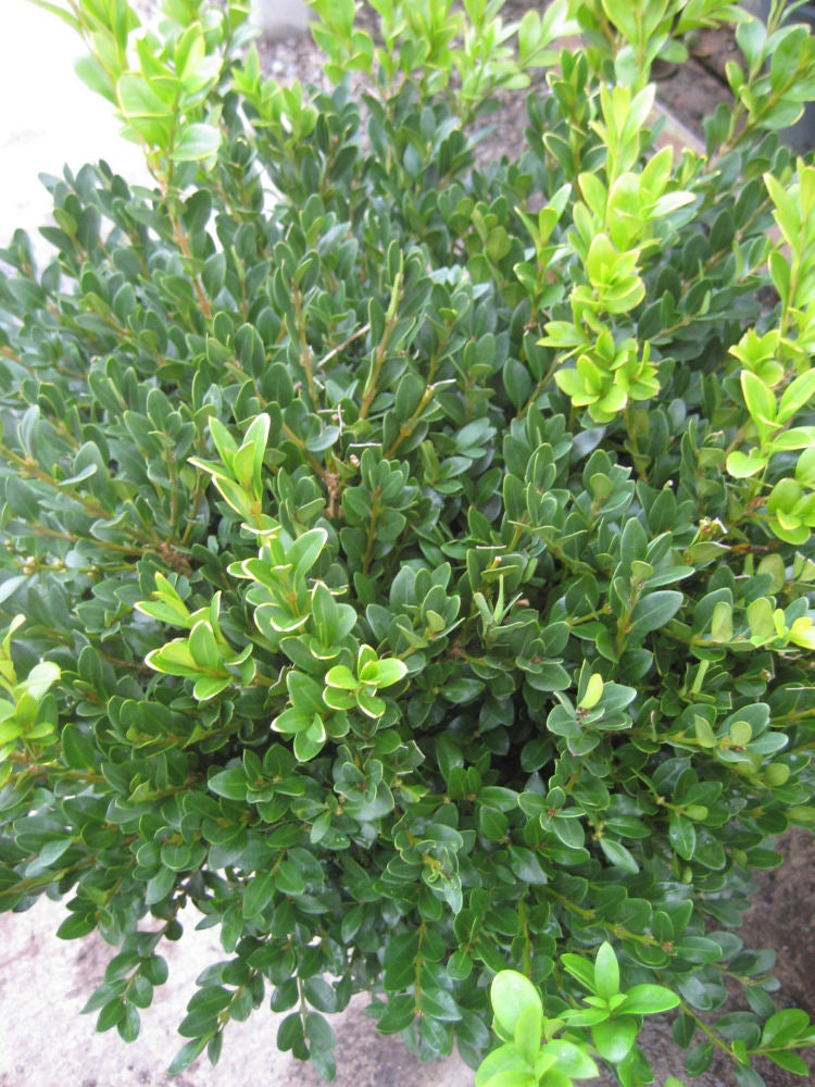 BUXUS  &