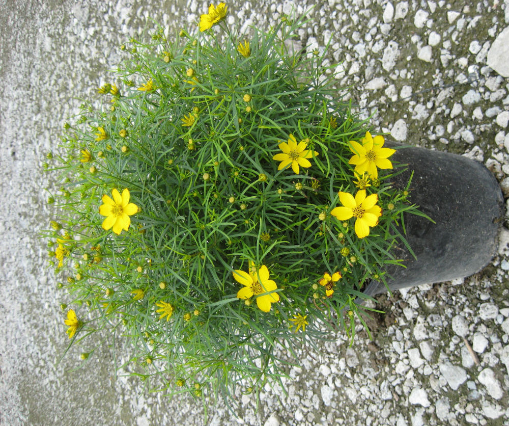 COREOPSIS  &