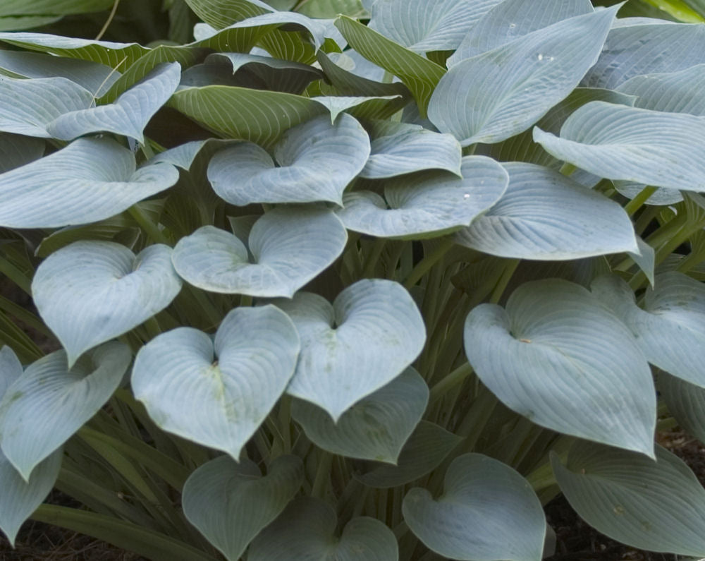 HOSTA &