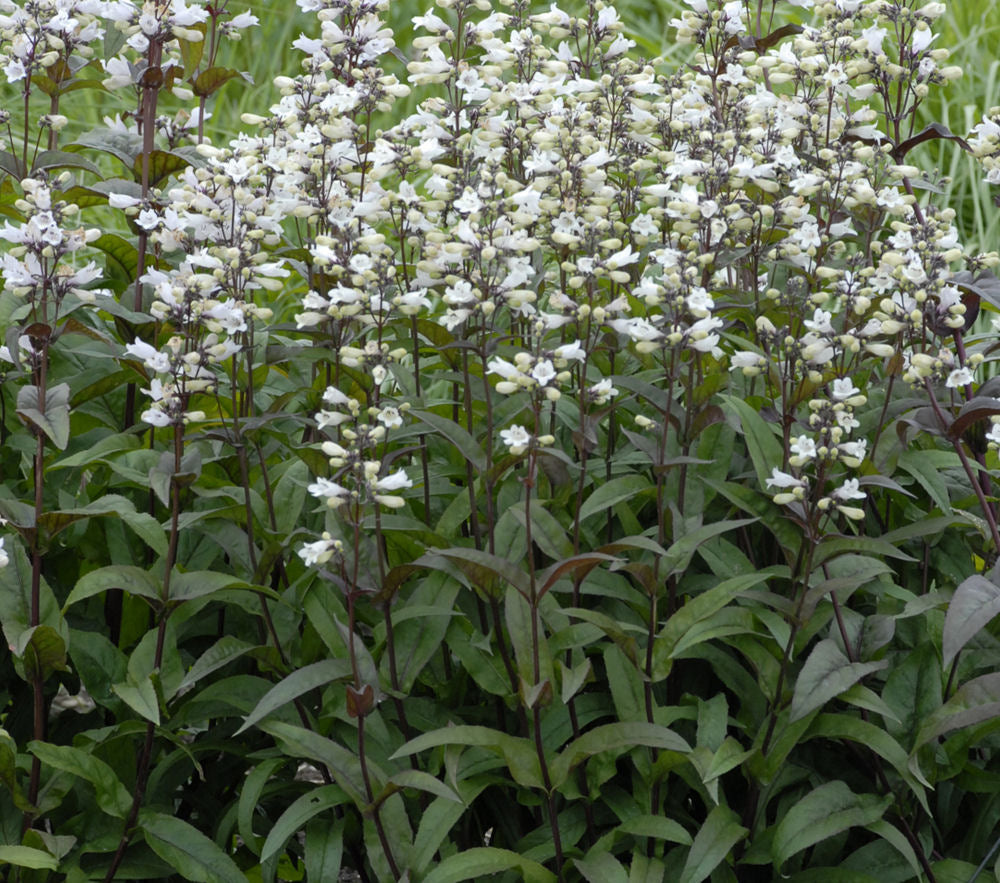 PENSTEMON  &