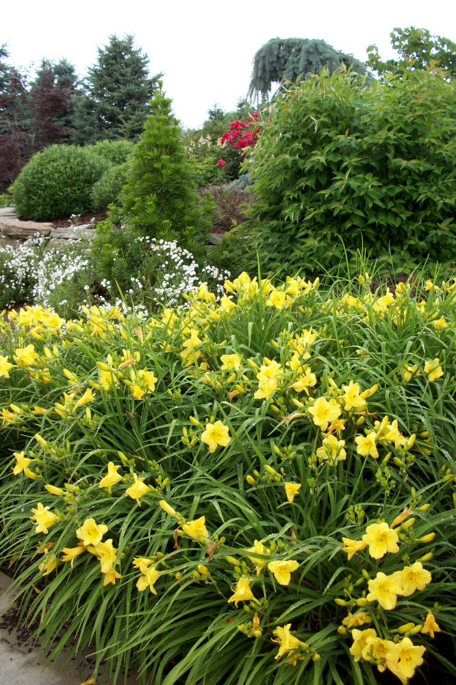 HEMEROCALLIS  &