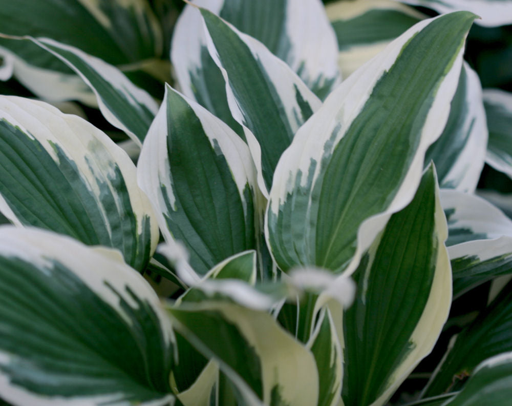 HOSTA &