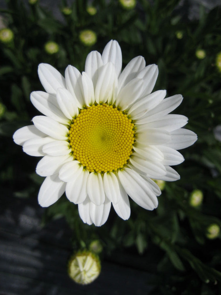 LEUCANTHEMUM  &