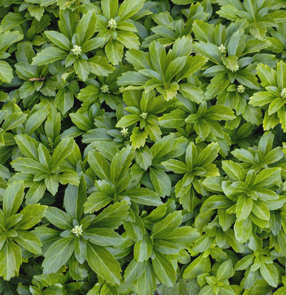 PACHYSANDRA TERMINALIS  - 1 gallon (Japanese Spurge)