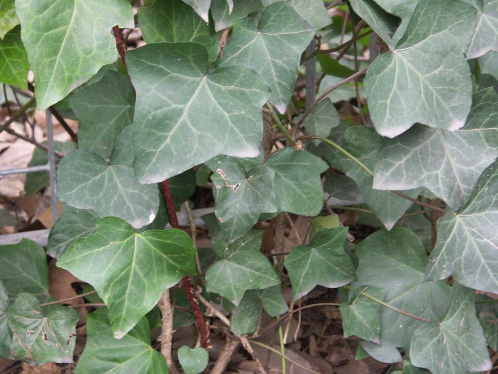 HEDERA HELIX  - 1 gallon (Ivy)
