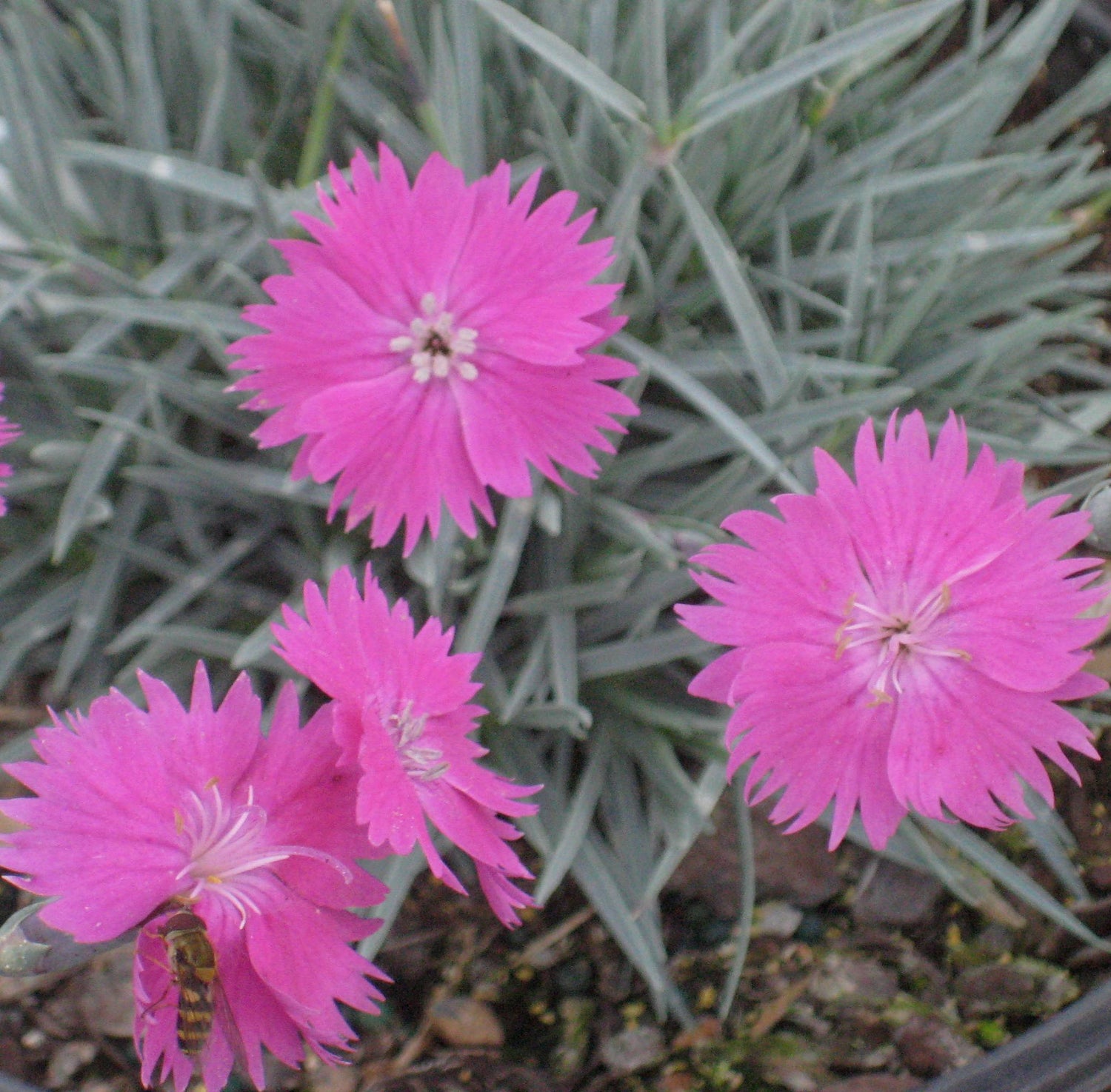 DIANTHUS &