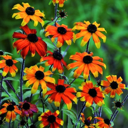 RUDBECKIA &
