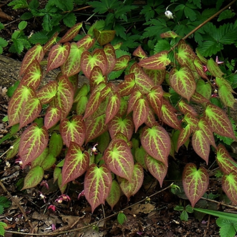 EPIMEDIUM  RUBRUM - 1 gallon (Barrenwort)