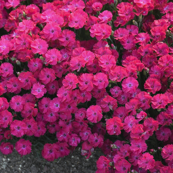 DIANTHUS &