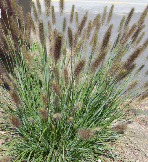 GRASS, PENNISETUM &