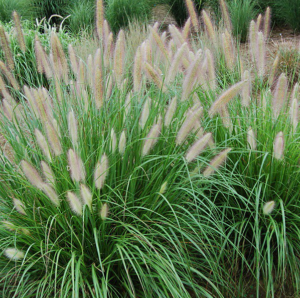 GRASS, PENNISETUM &
