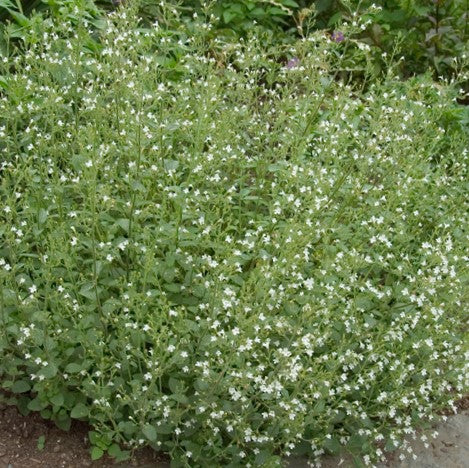 CALAMINTHA NEPETA - 1 gallon (Lesser Calamint)