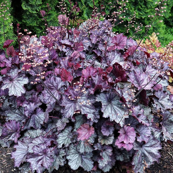 HEUCHERA &
