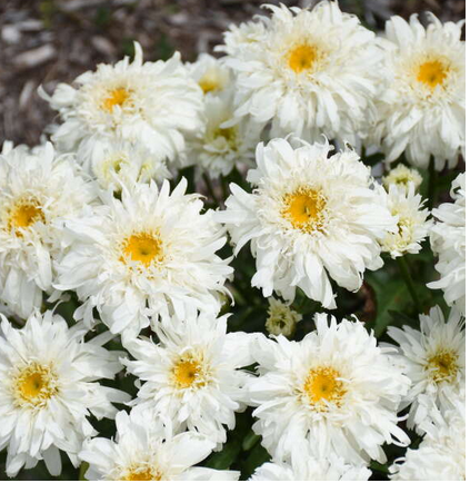LEUCANTHEMUM &