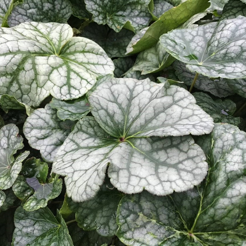 HEUCHERA LONGIFLORA  - 1 gallon (Coral Bells)