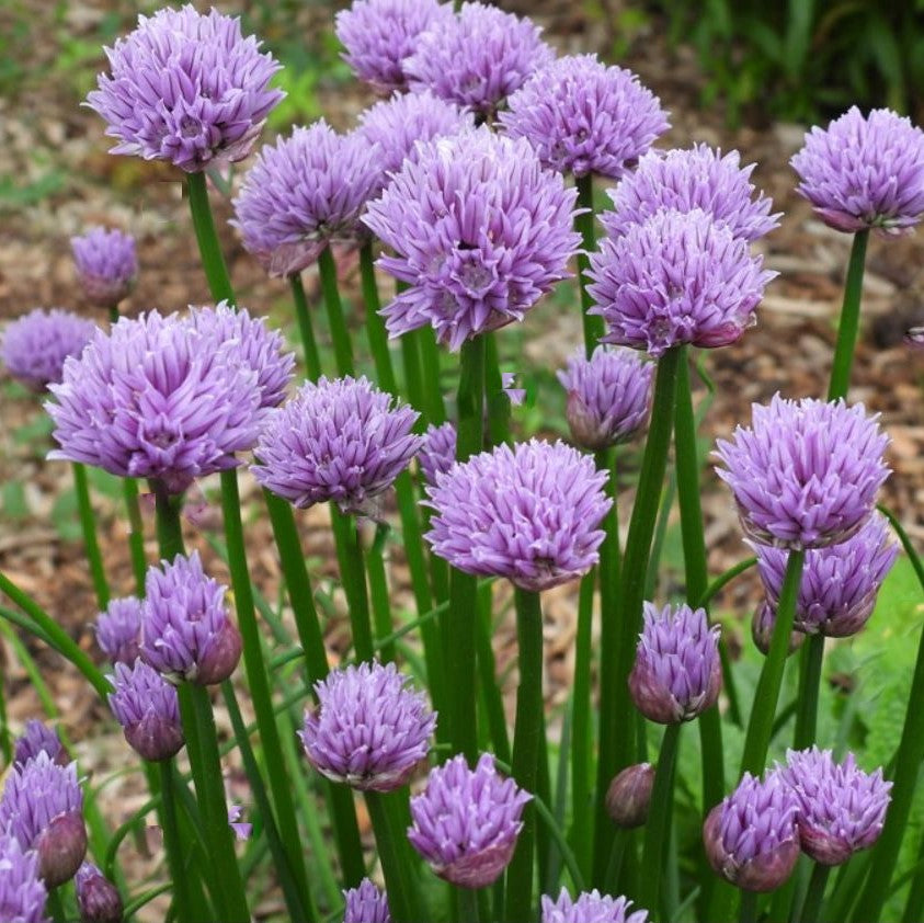 ALLIUM &