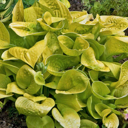 HOSTA &