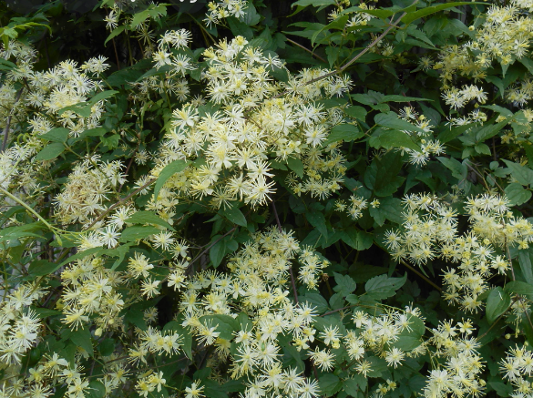 CLEMATIS VIRGINIANA  - 1 gallon