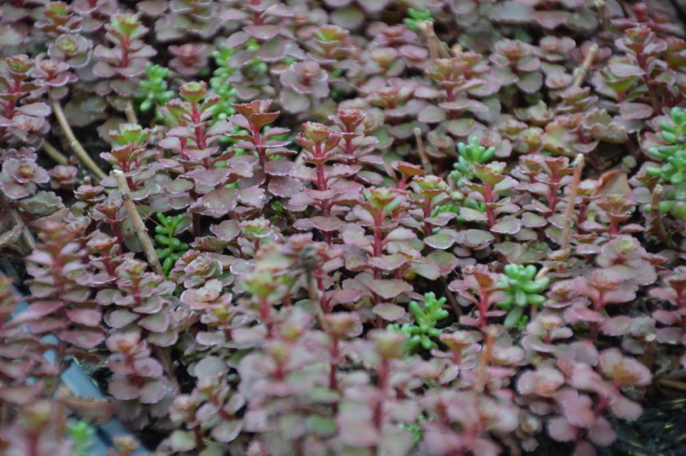 SEDUM &