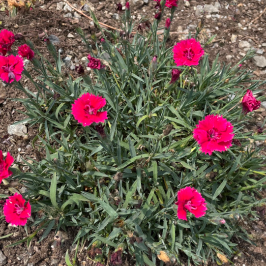 DIANTHUS &