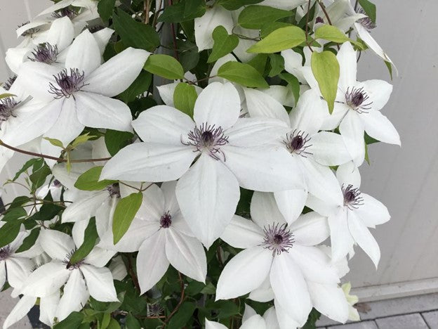 CLEMATIS &