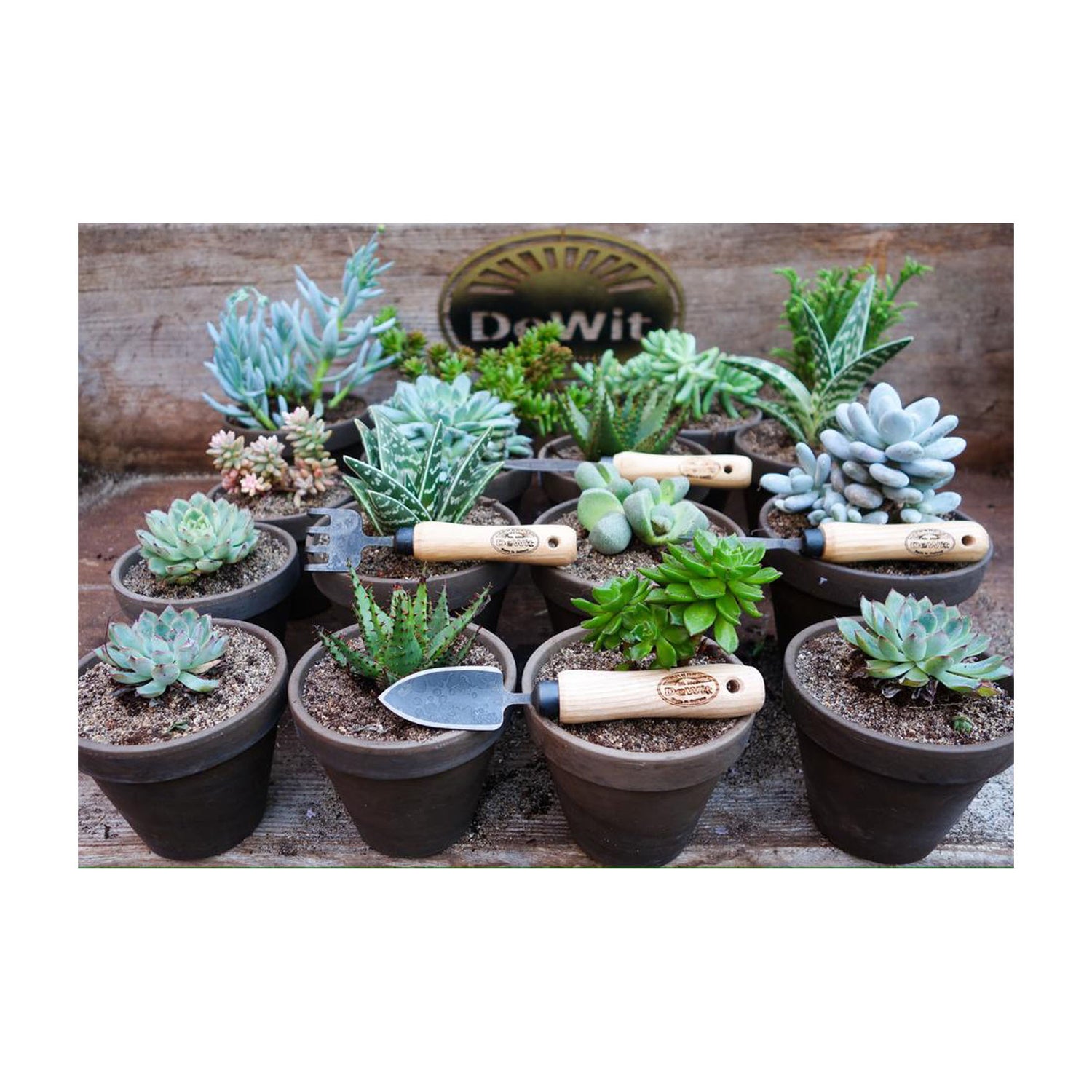 DeWit Bonsai Tool Kit in Wooden Box