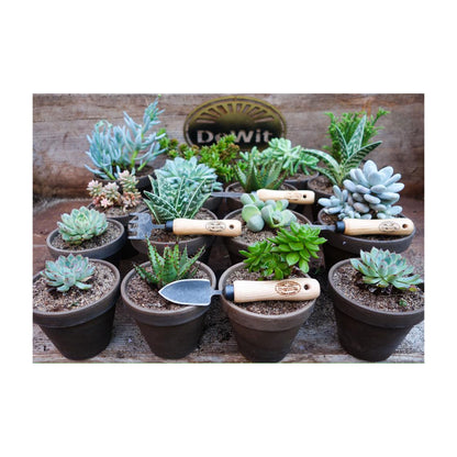 DeWit Bonsai Tool Kit in Wooden Box