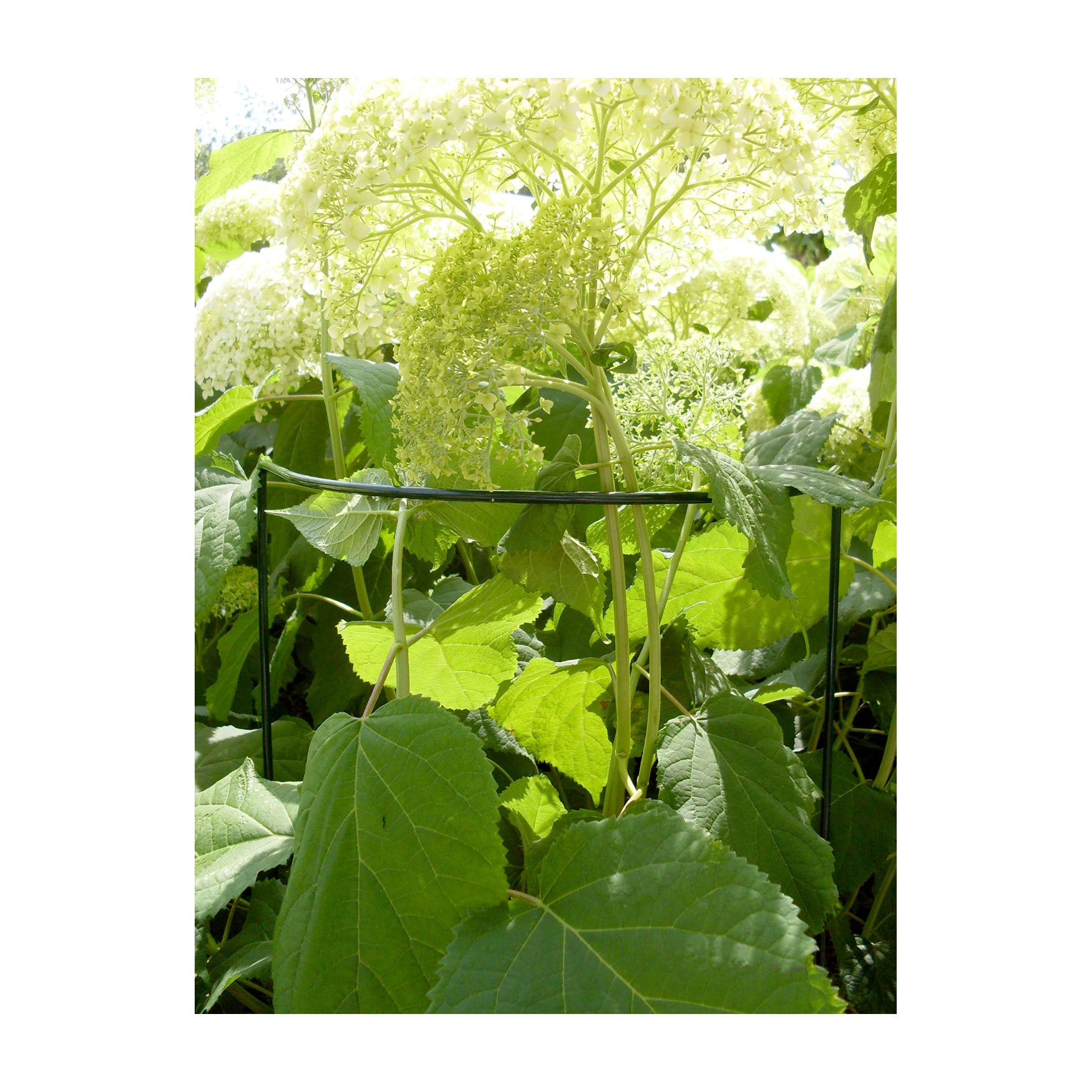 Plant Cradle Support  - 14" Half Circle