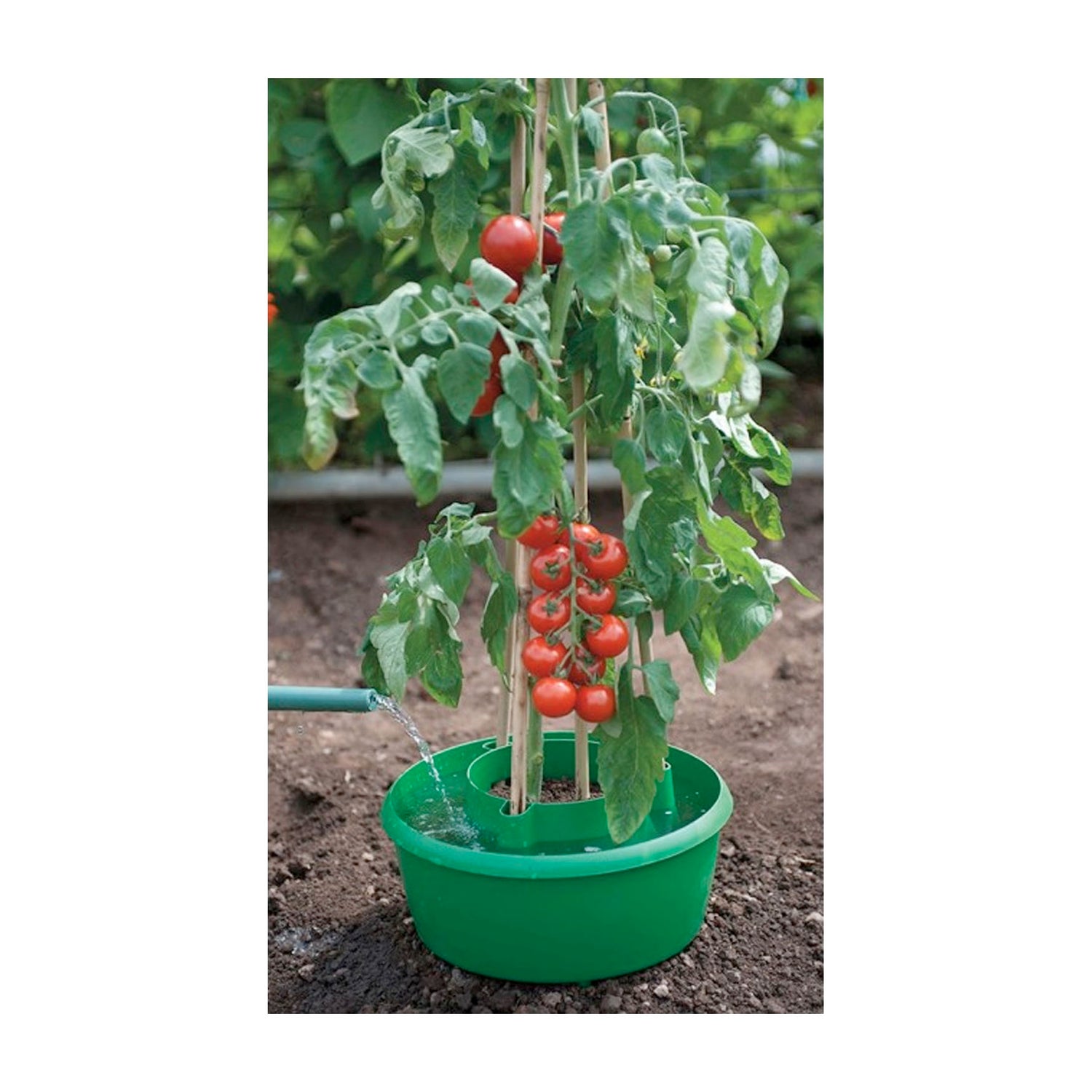 Plant Halos Watering &amp; Plant Support - Green pack of 3