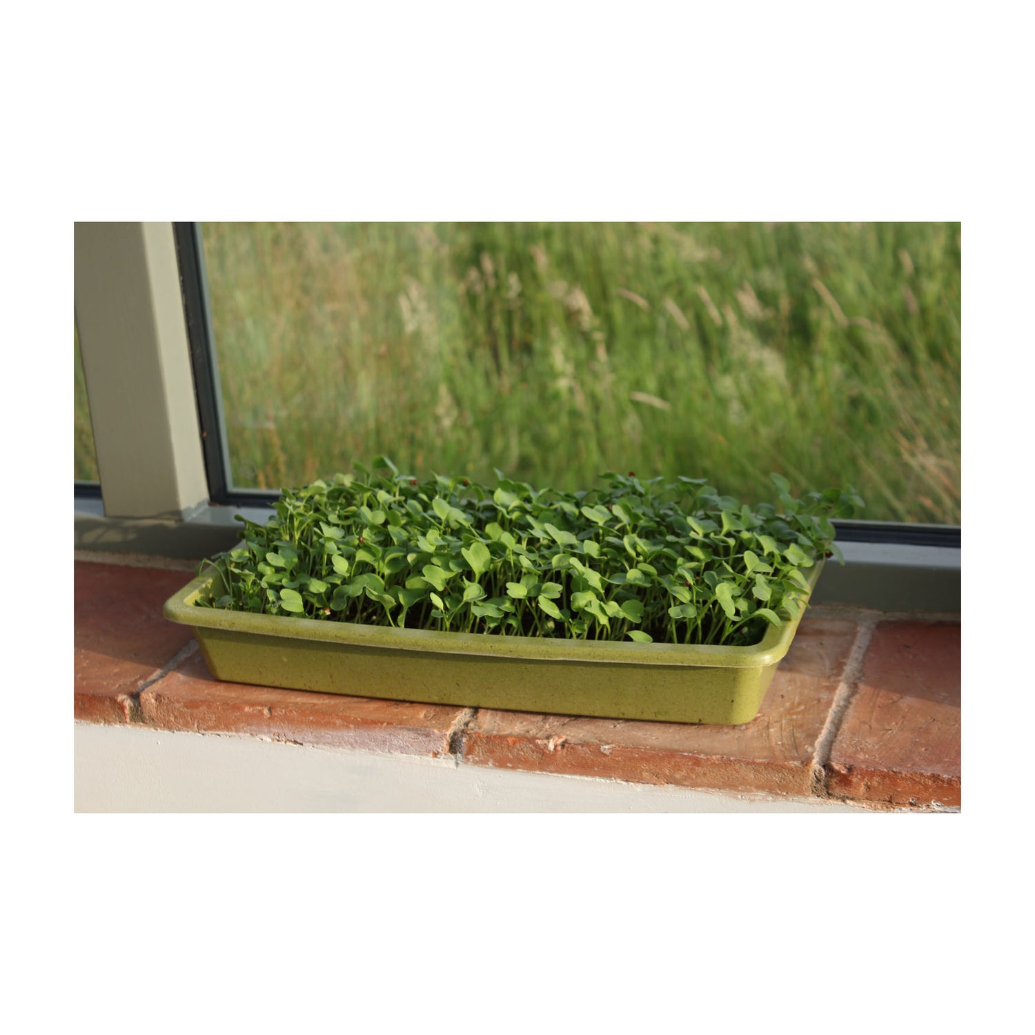 Microgreens Growing Mat (3 pack)