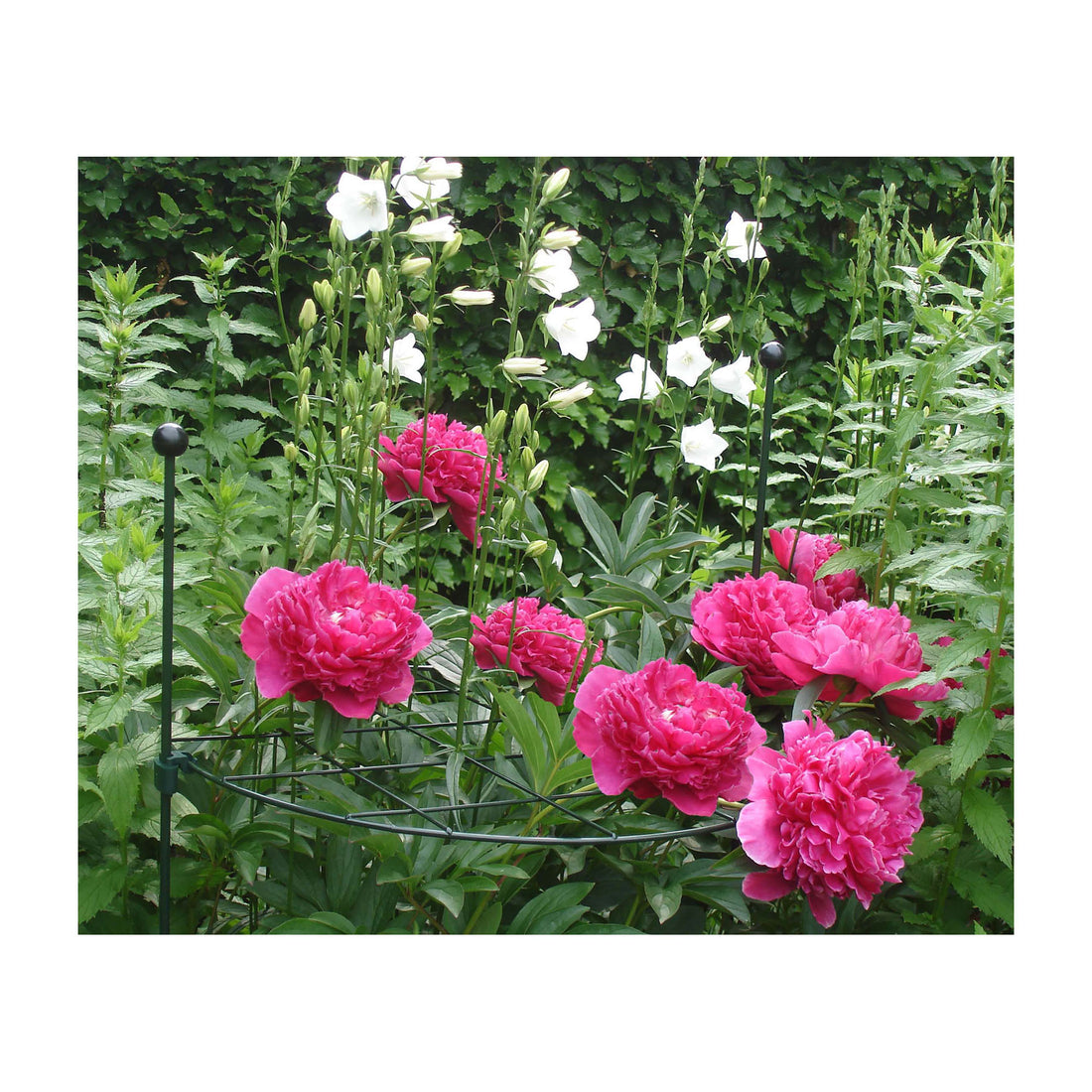 Plant Support Grid - 16" Circle