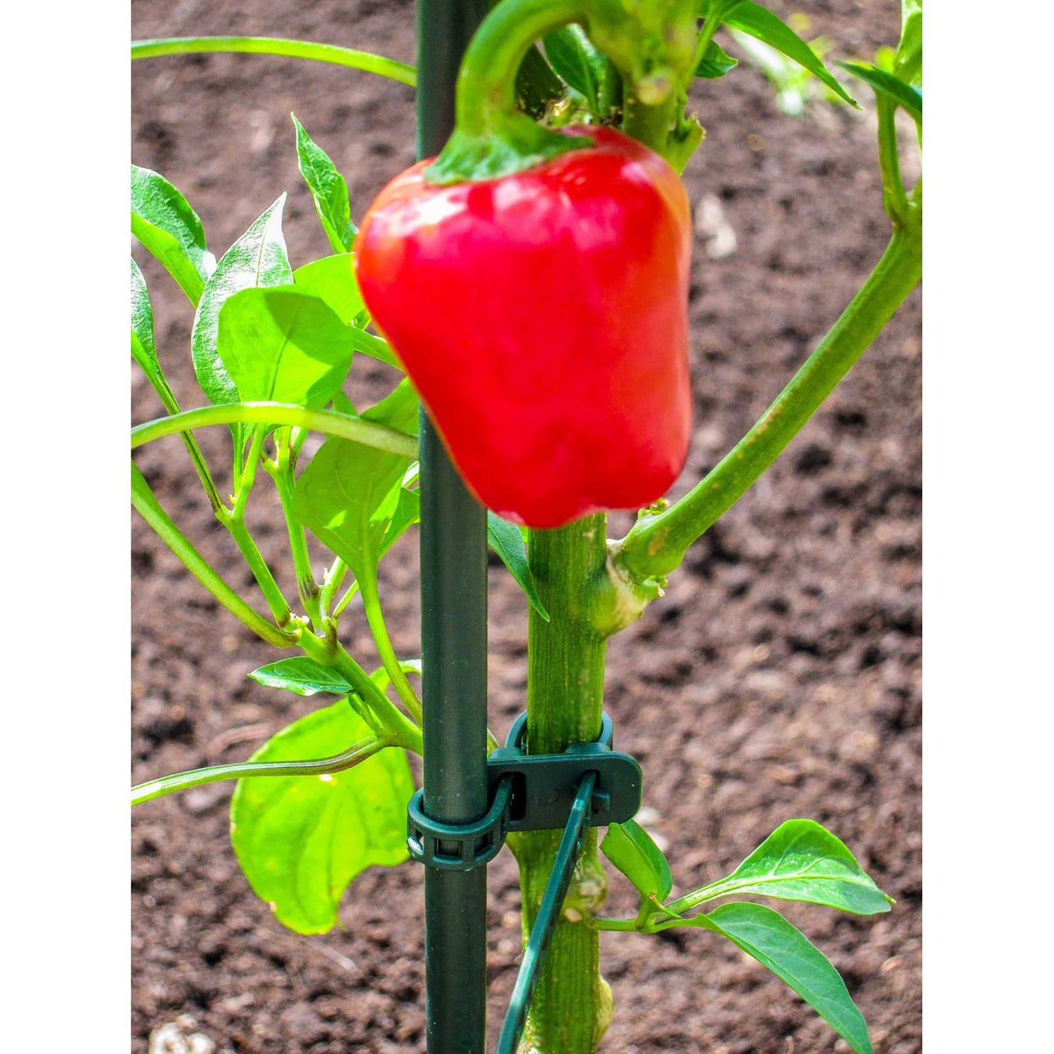 Plant Support Ties - 7"L, 15 pack