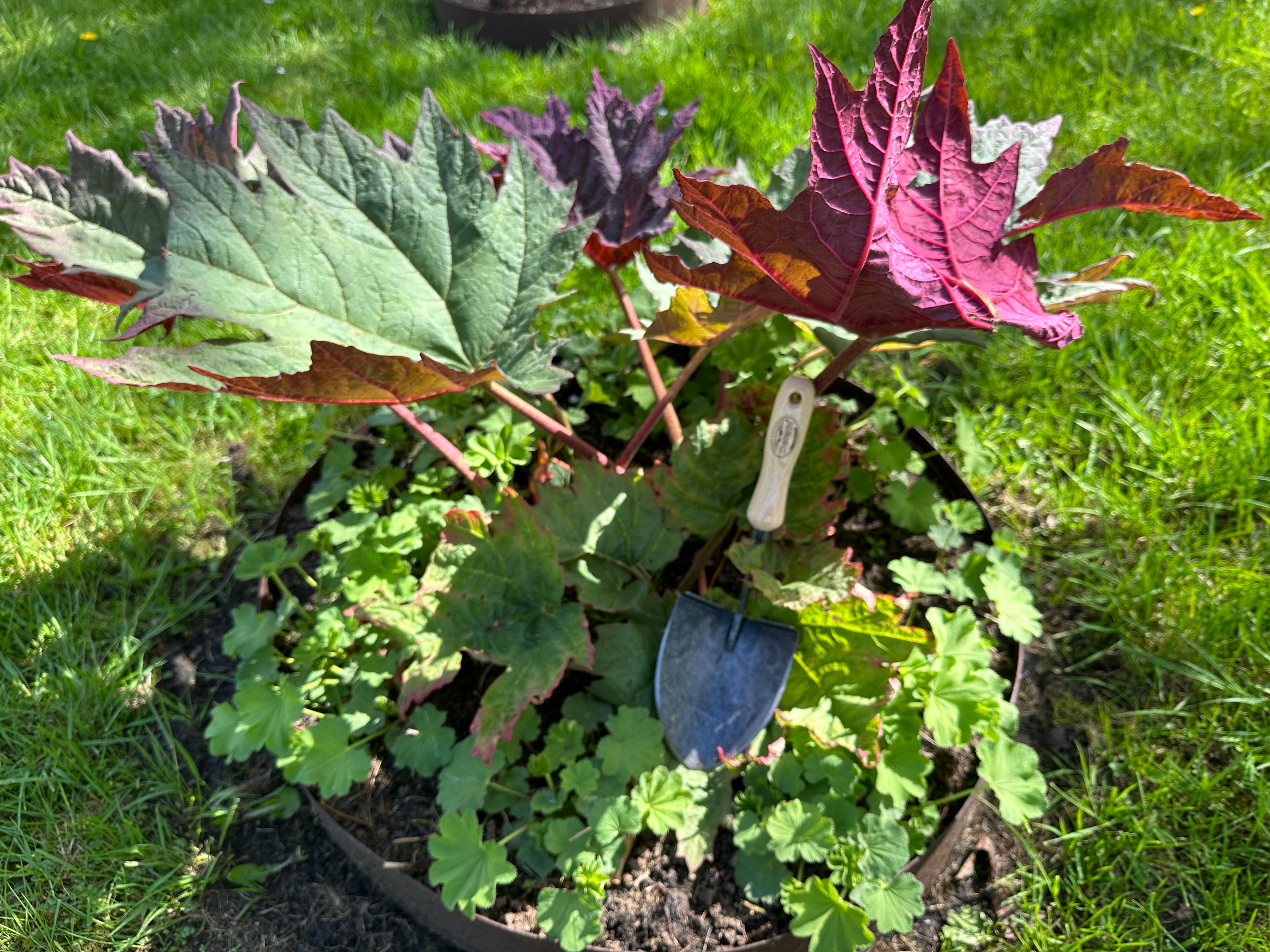 DeWit Shovel - Mini American